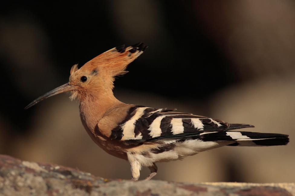 Son aves de tamaño medio